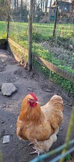 Jonge Orpington buff haan, Dieren en Toebehoren, Pluimvee