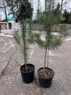 Grove dennen boompjes, Ophalen