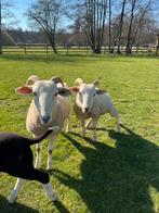 Wiltshire horn ooien, Femelle, Mouton, 0 à 2 ans