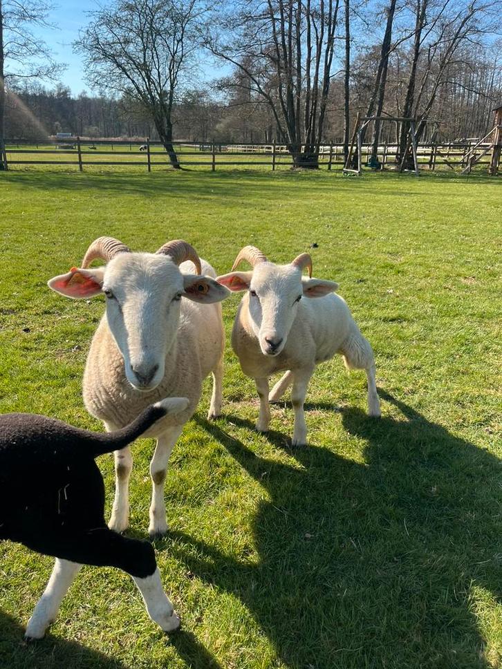 Wiltshire horn ooien, Animaux & Accessoires, Moutons, Chèvres & Cochons, Mouton, Femelle, 0 à 2 ans