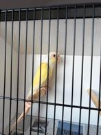 Pyrrhura creme ino, Femelle