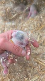 Verschillende konijntjes te koop., Animaux & Accessoires, Lapins