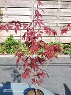 acer, japanse esdoorn, Tuin en Terras, Planten | Bomen, Ophalen