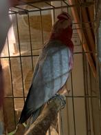 Rose kaketoe kweekman, Mannelijk, Papegaai, Geringd