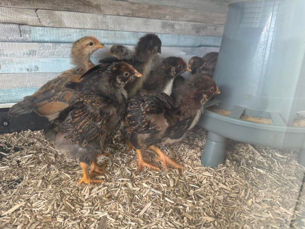 Barnevelder kuikens - groothoen - gelewikt - ongesekst, Geslacht onbekend