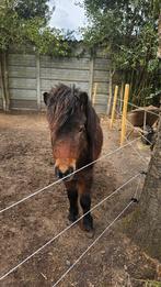 Mini paardje, Dieren en Toebehoren, Niet van toepassing, 0 tot 2 jaar, Hengst, A pony (tot 1.17m)