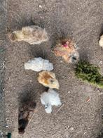 Broedeitjes te koop van zijdehoenders, Sexe inconnu, Poule ou poulet