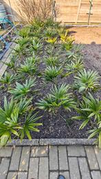 Jonge palmbomen, Tuin en Terras, Ophalen, Palmboom