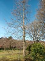 Arbre à donner, Jardin & Terrasse, Bois de chauffage, Enlèvement, Autres essences de bois