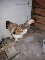 Poule brahma, Animaux & Accessoires, Femelle, Poule ou poulet