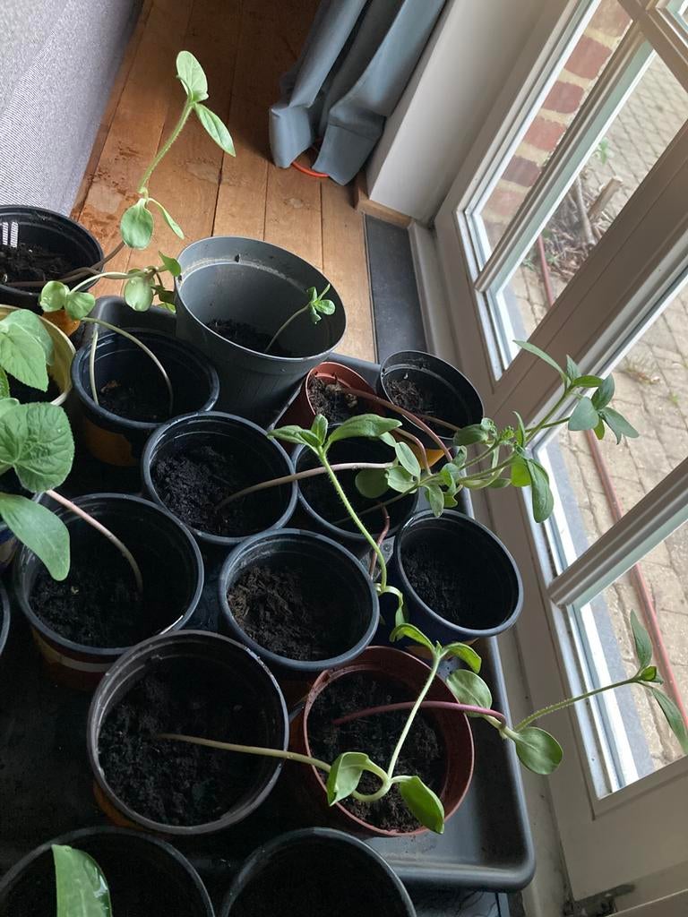 Zonnebloemplantjes, Ophalen, Zo goed als nieuw