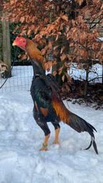 O-shamo haan, Dieren en Toebehoren