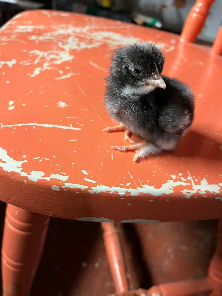 Eendaagskuilens  mechelse koekoek