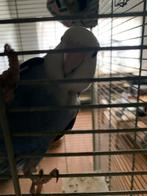 agapornis met kooi, Dieren en Toebehoren, Tam