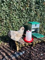 Gratis zijdehoen haan, Dieren en Toebehoren, Mannelijk, Kip