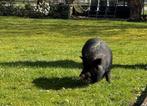 Nieuwe thuis gezocht voor 3 Göttinger hangbuikvarkentjes, Dieren en Toebehoren, Schapen, Geiten en Varkens, Meerdere dieren, Varken