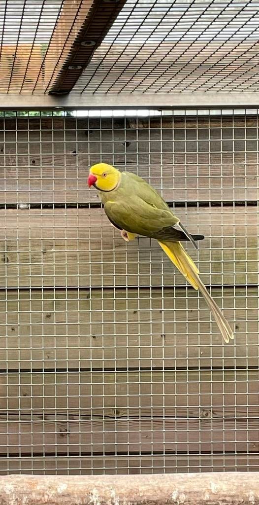 Halsbandparkiet, Bagué