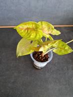 Syngonium nr 12, Enlèvement