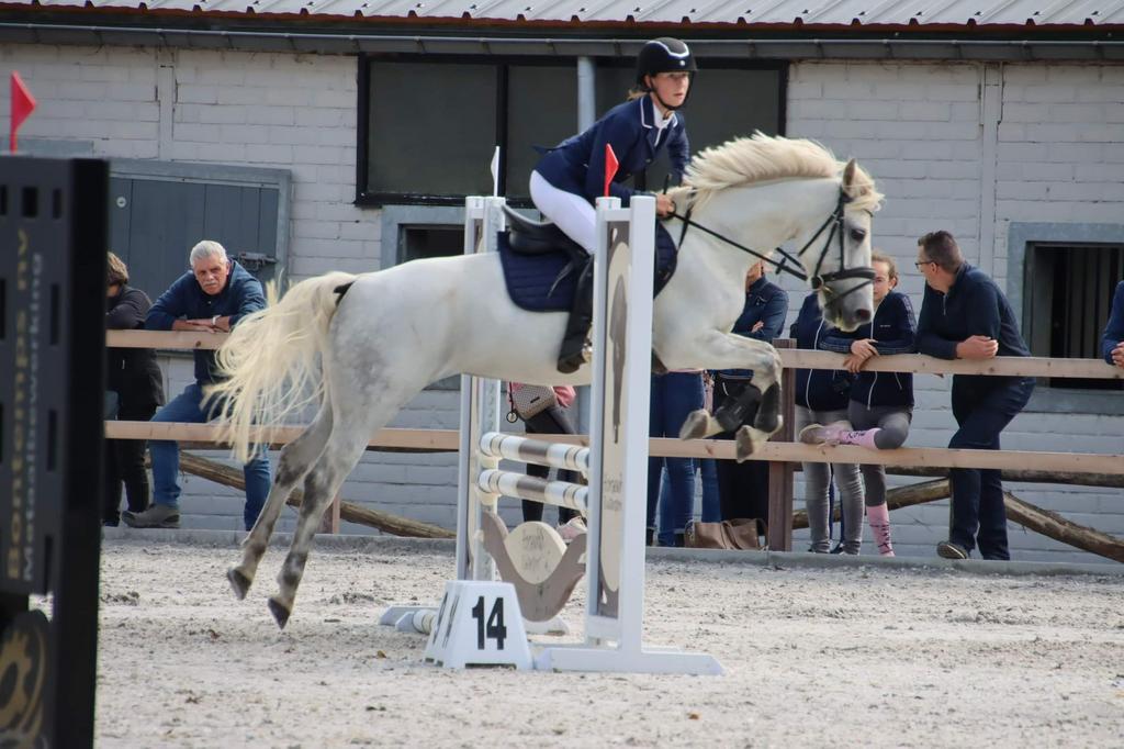 Verzorgpony aangeboden, Animaux & Accessoires, Box & Pâturages