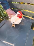 2 chabo hanen eigen kweek, Dieren en Toebehoren, Pluimvee