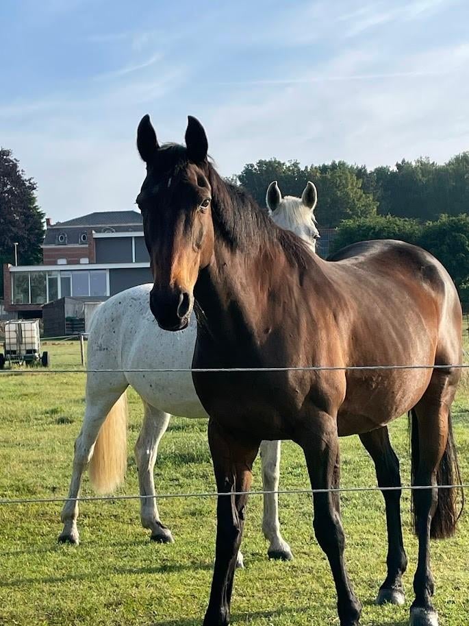 Weidemaatje - wandelpaard - lieve merrie, Dieren en Toebehoren, Paarden, Merrie, 160 tot 165 cm, Recreatiepaard, 11 jaar of ouder