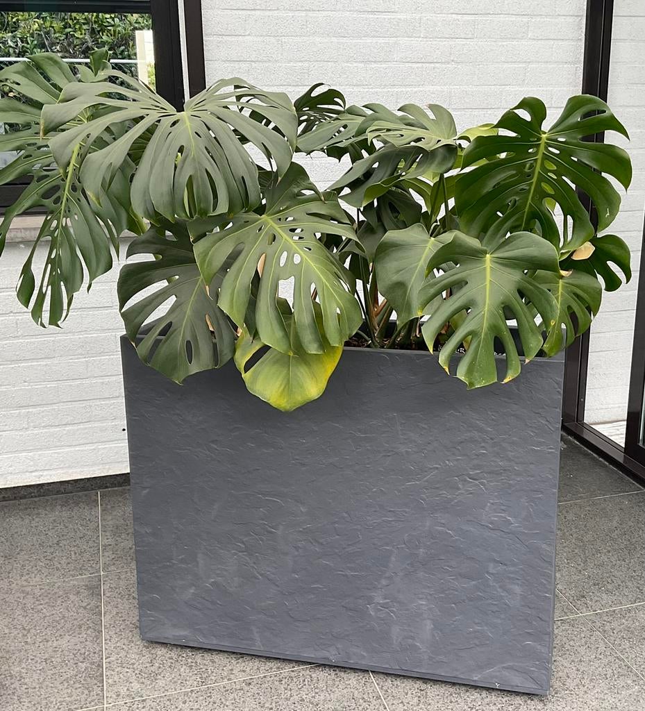 Monstera in grote plantenbak, Ophalen, Zo goed als nieuw