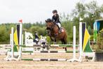 Lieve, vlotte c-springpony, Dieren en Toebehoren, Pony's, Springpony, 11 jaar of ouder, Merrie, Gechipt