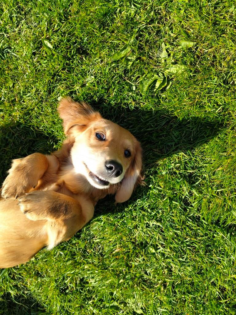 Lief teckel reutje, België, Parvo, Reu, 8 tot 15 weken