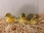 Jonge gansjes, Dieren en Toebehoren, Pluimvee, Meerdere dieren, Gans of Zwaan