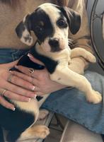 Croisé Bouledogue français x Setter Anglais, Particulier, Chienne, Belgique, 8 à 15 semaines