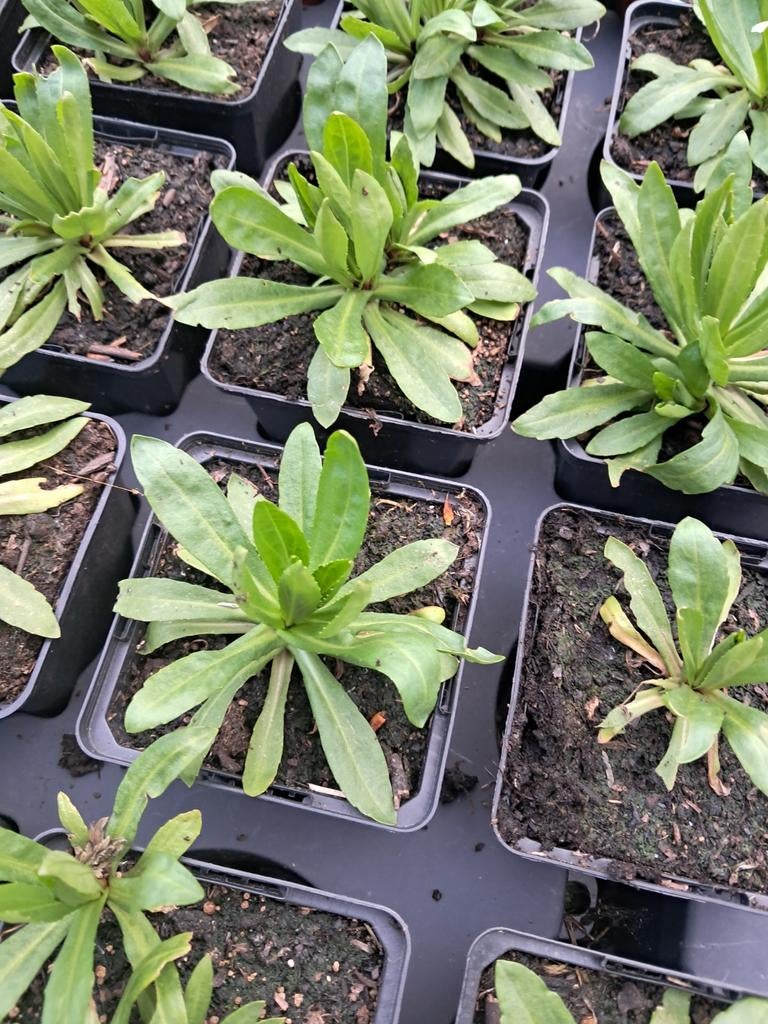 Helenium 'Sahin's Early Flowerer' en Julisonne', Ophalen