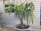 Palmboom Trachycarpus Fortunei, Tuin en Terras, Planten | Bomen, Ophalen, Palmboom