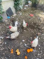 1 haan 4 legkippen, Poule ou poulet