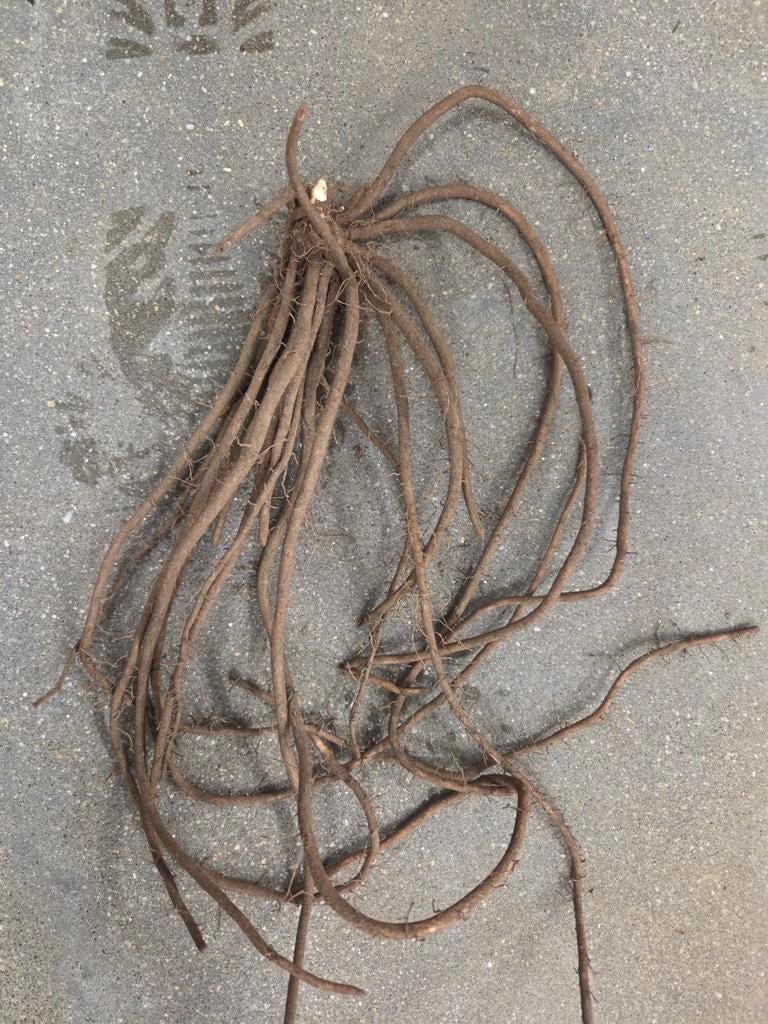 Aspergeplanten, Ophalen