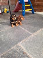 Langharige dwergteckel pups, Dieren en Toebehoren, Parvo, België, 8 tot 15 weken, Dwerg