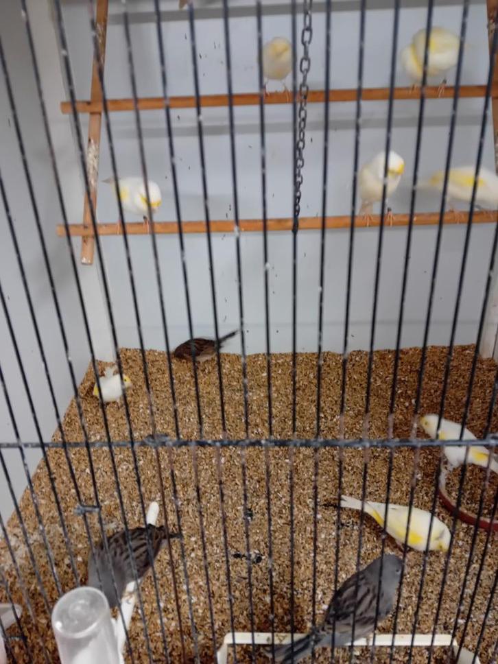 Mooien groote gezonde vogels kanaries topkwalitijd, Dieren en Toebehoren, Vogels | Overige Vogels