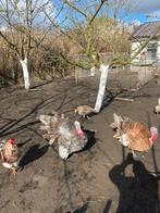 Broedeieren kalkoen, Dieren en Toebehoren, Pluimvee, Kalkoen