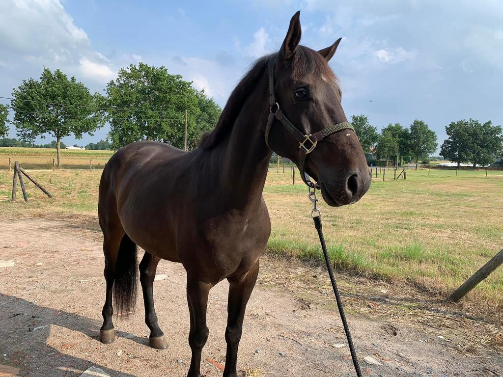 Spaanse ruin - cruzado, Dieren en Toebehoren, Paarden, Ruin, 160 tot 165 cm, 11 jaar of ouder, Recreatiepaard
