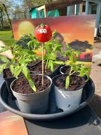 Tomaten plantjes ruilen, Ophalen
