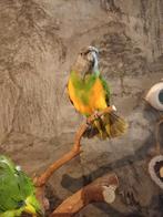 bonte boeren van 2023, Bagué