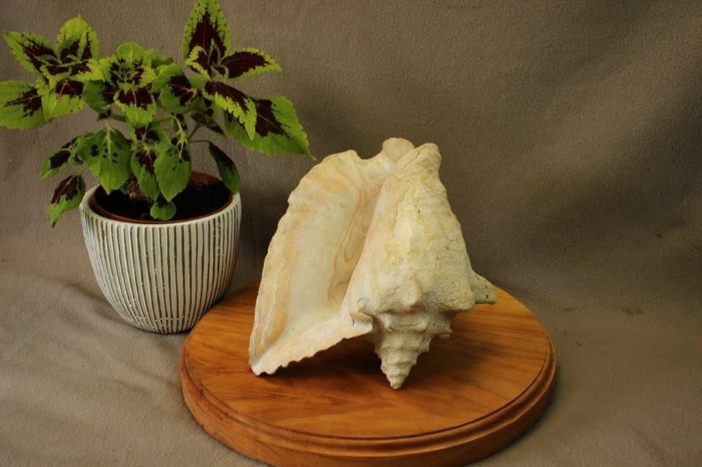 Schelp : grote Conch trompetschelp, Verzamelen, Ophalen of Verzenden