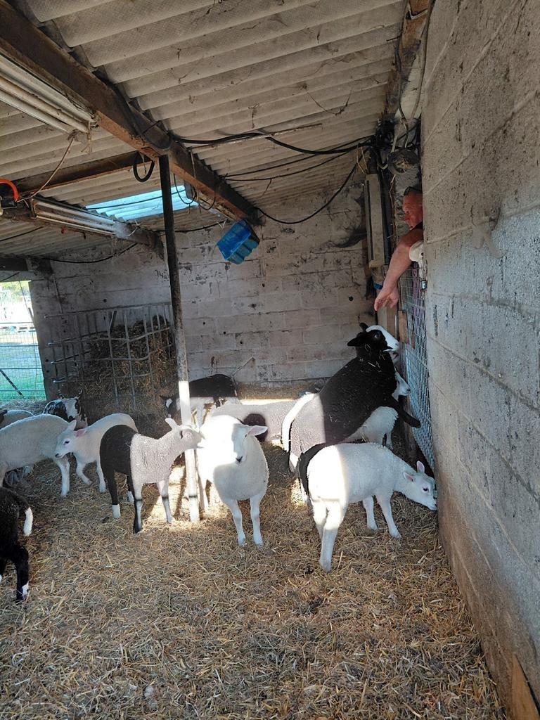 Paarslammers  te koop, Animaux & Accessoires, Moutons, Chèvres & Cochons