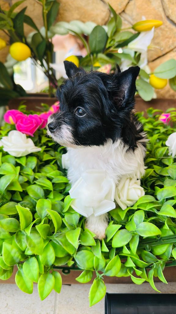 Yorkshire femelle, Animaux & Accessoires, Chiens | Jack Russell & Terriers, Chienne, Yorkshire Terrier, Éleveur | Loisir, Un chien