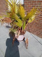 Planten in pot weg door verhuis doe bod, Enlèvement