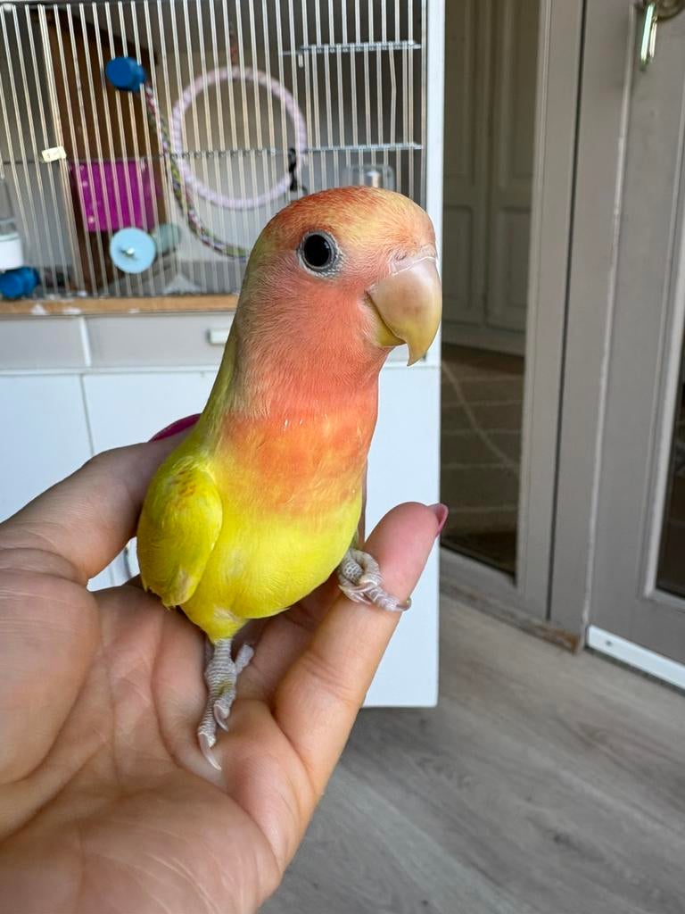 Super tamme agapornissen, Animaux & Accessoires, Oiseaux | Perruches & Perroquets, Plusieurs animaux, Perroquet nain ou Inséparable