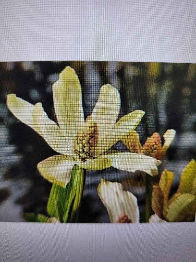 Waterplant anemopsis californica, Dieren en Toebehoren, Ophalen of Verzenden, Gebruikt, Plant(en), Steen of Hout