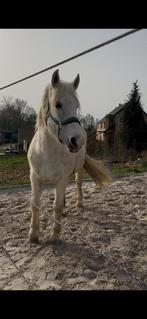 A donner, Animaux & Accessoires, Chevaux, Jument, Moins de 160 cm, Cheval de récréation, 11 ans ou plus