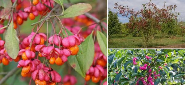 Gratis struiken Euonymus europaeus, Wilde kardinaalsmuts, Tuin en Terras, Planten | Struiken en Hagen, Liguster, Ophalen