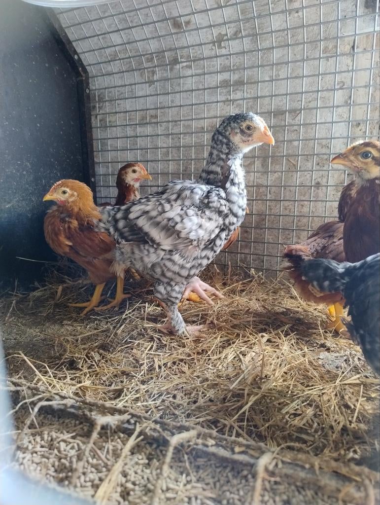 Twee Mechelse koekoek haantjes, Mâle, Poule ou poulet