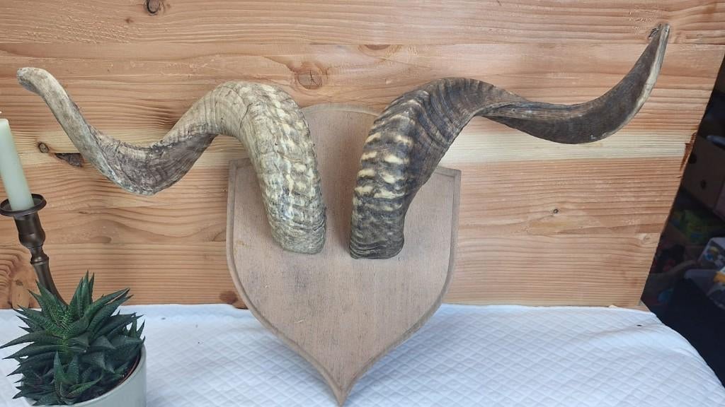 Taxidermie - opgezette ramshoorn, Ophalen of Verzenden, Gebruikt